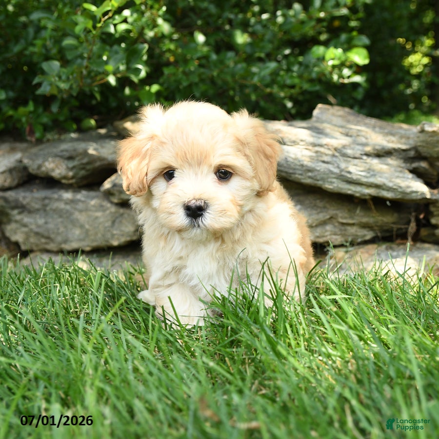 Maltipoo dogs Sunny  - Ad 1