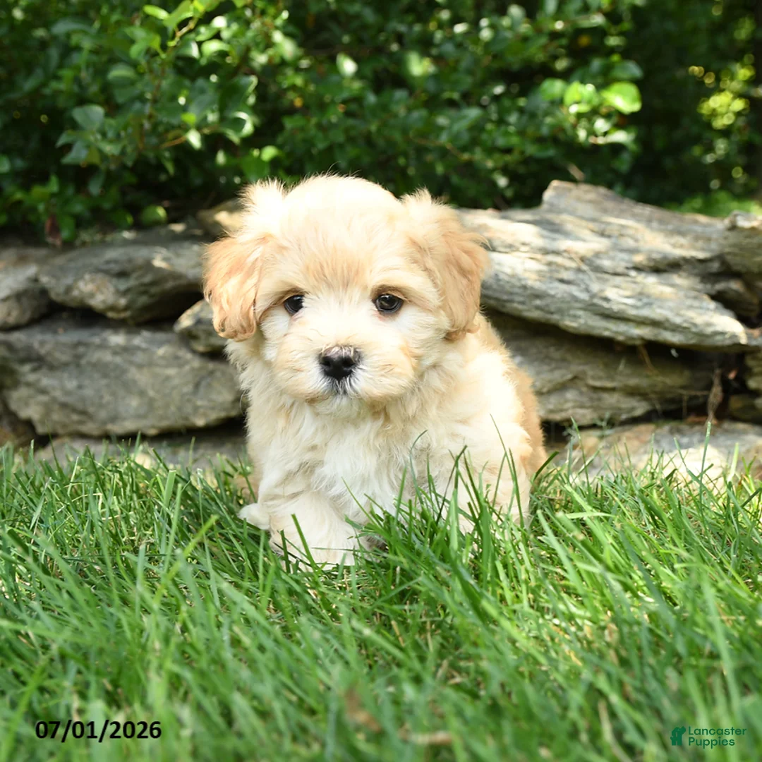 Maltipoo dogs for sale: Sunny  - Ad 1
