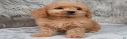 Mini Goldendoodle dogs for sale: Ranger ID: 3859 - Ad 3