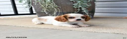 Cavalier King Charles Spaniel dogs for sale: Caroline - Ad 4