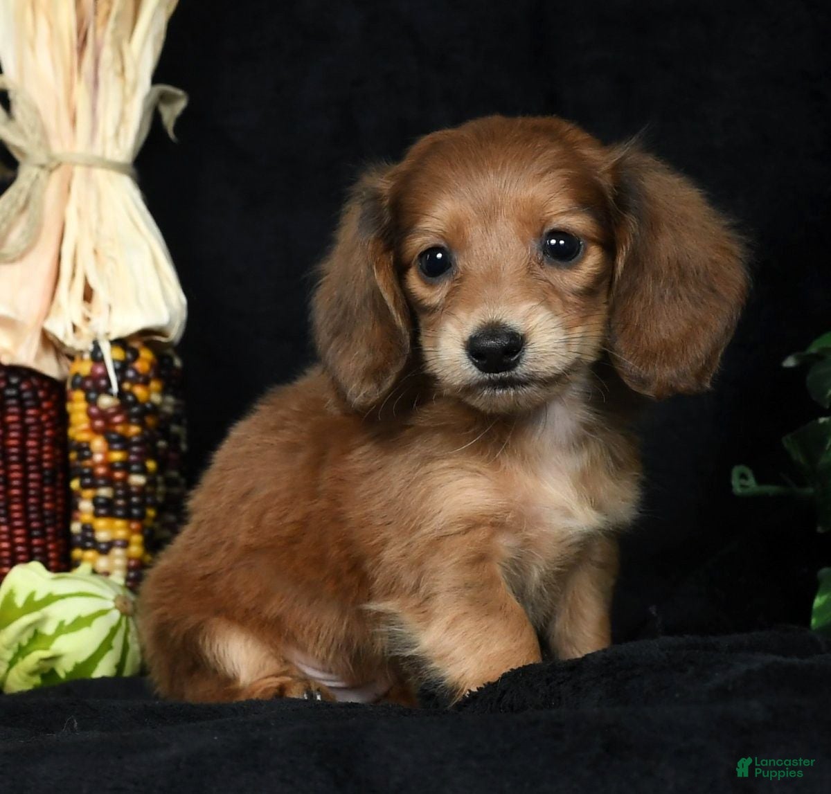 Miniature Dachshund dogs Tyler Chocolate Long Hair - Ad 15