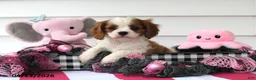 Cavalier King Charles Spaniel dogs for sale: Oakley - Ad 4