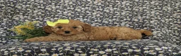 Cockapoo dogs for sale: Nyla Hypoallergenic - Ad 4