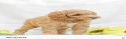 Goldendoodle dogs for sale: Jenny - Ad 9