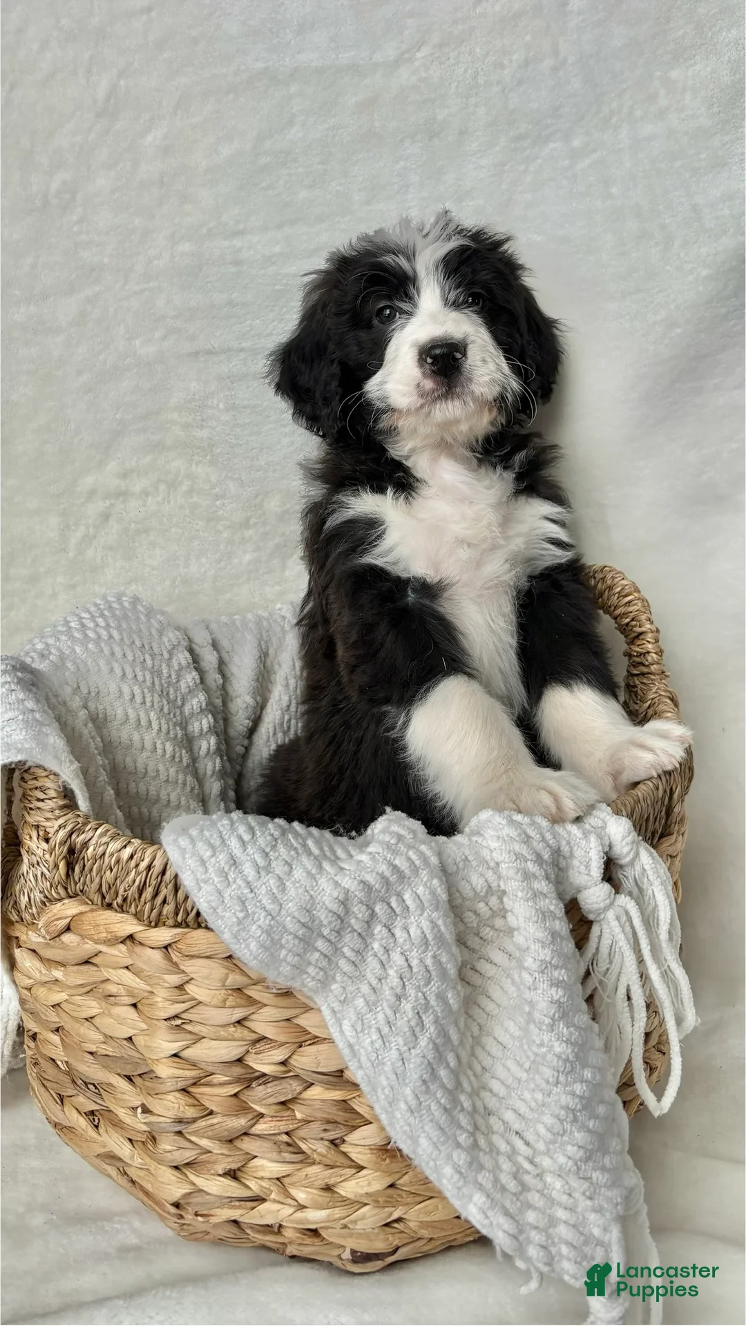Bernedoodle dogs for sale: Milo - Ad 7