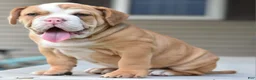 Mixed Breed dogs for sale: Hercules Bulldog hybrid  - Ad 53