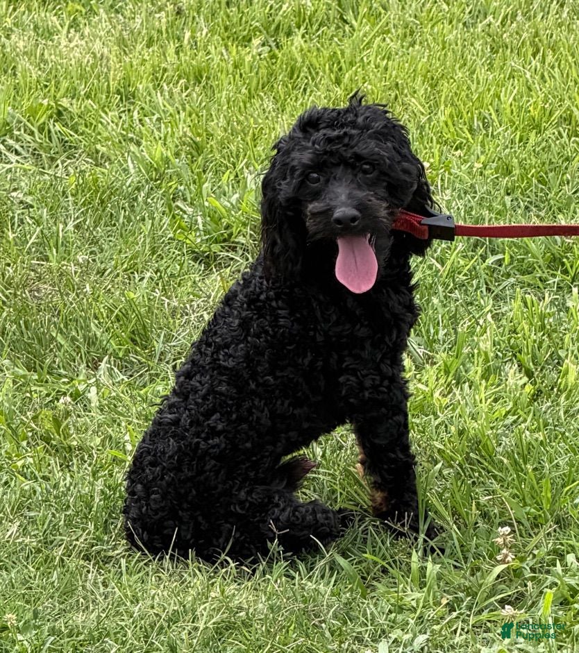 Cockapoo dogs Rocky - Ad 18
