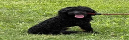 Cockapoo dogs for sale: Rocky - Ad 1