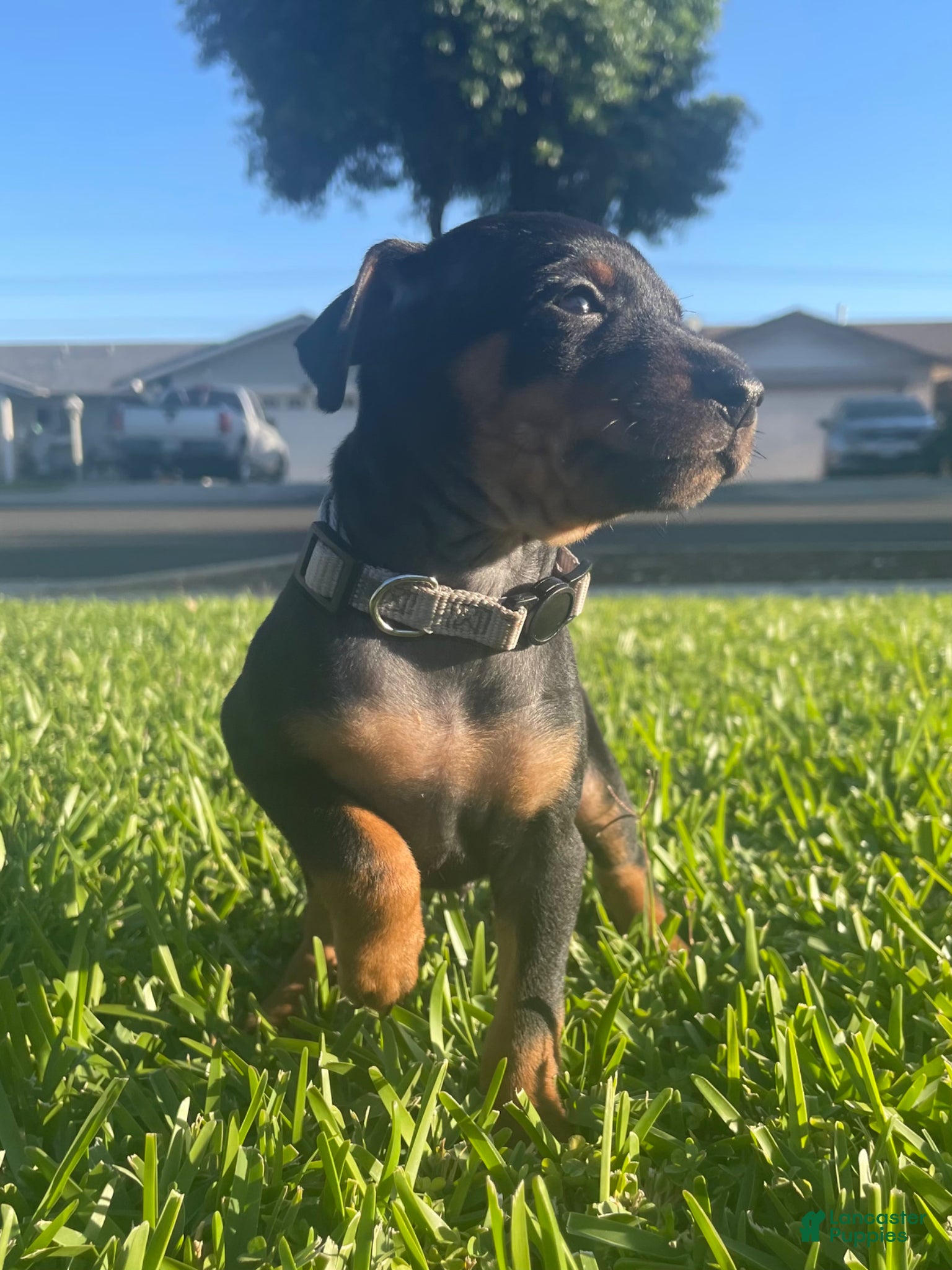 Miniature Pinscher dogs Benji - Ad 19