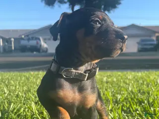 Miniature Pinscher dogs Benji - Ad 19