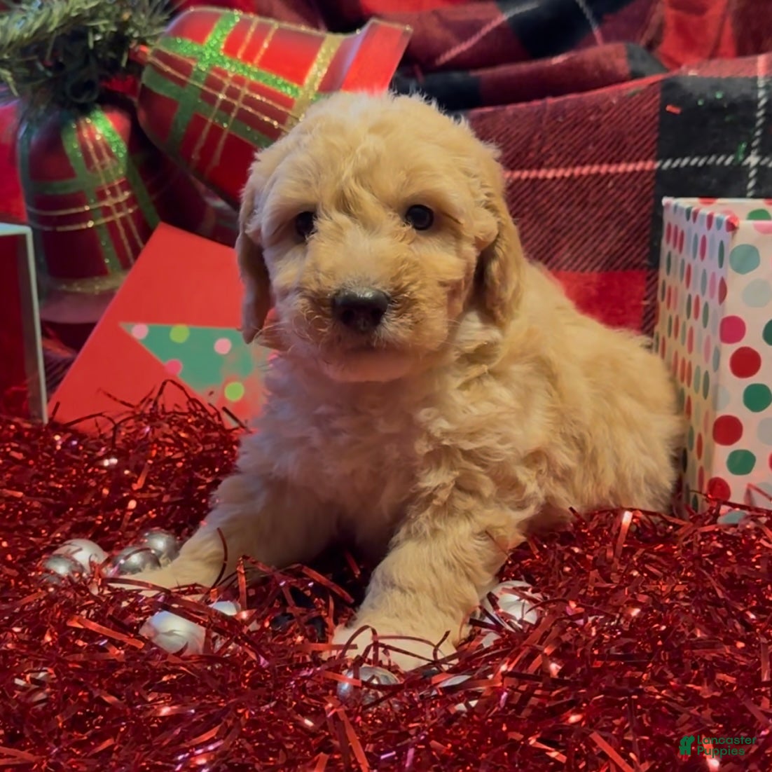 Mini Goldendoodle dogs Holly - Ad 14
