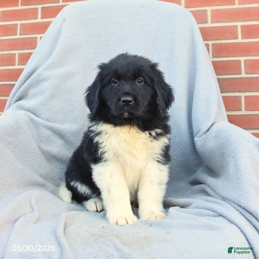 Newfoundland dogs Melody - Ad 1