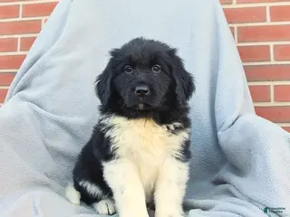 Newfoundland dogs for sale: Melody - Ad 3