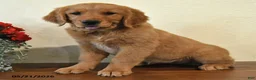 Golden Retriever dogs for sale: Ginger - Ad 3