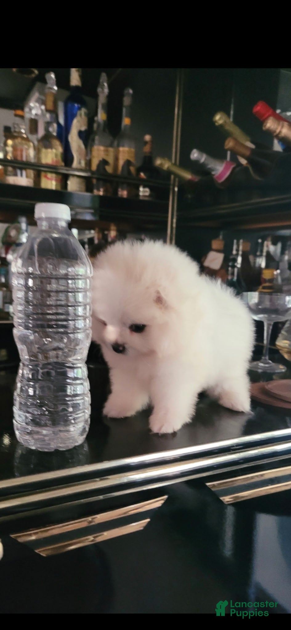 Pomeranian dogs Yuki - Ad 7