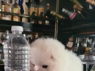 Pomeranian dogs Yuki - Ad 7