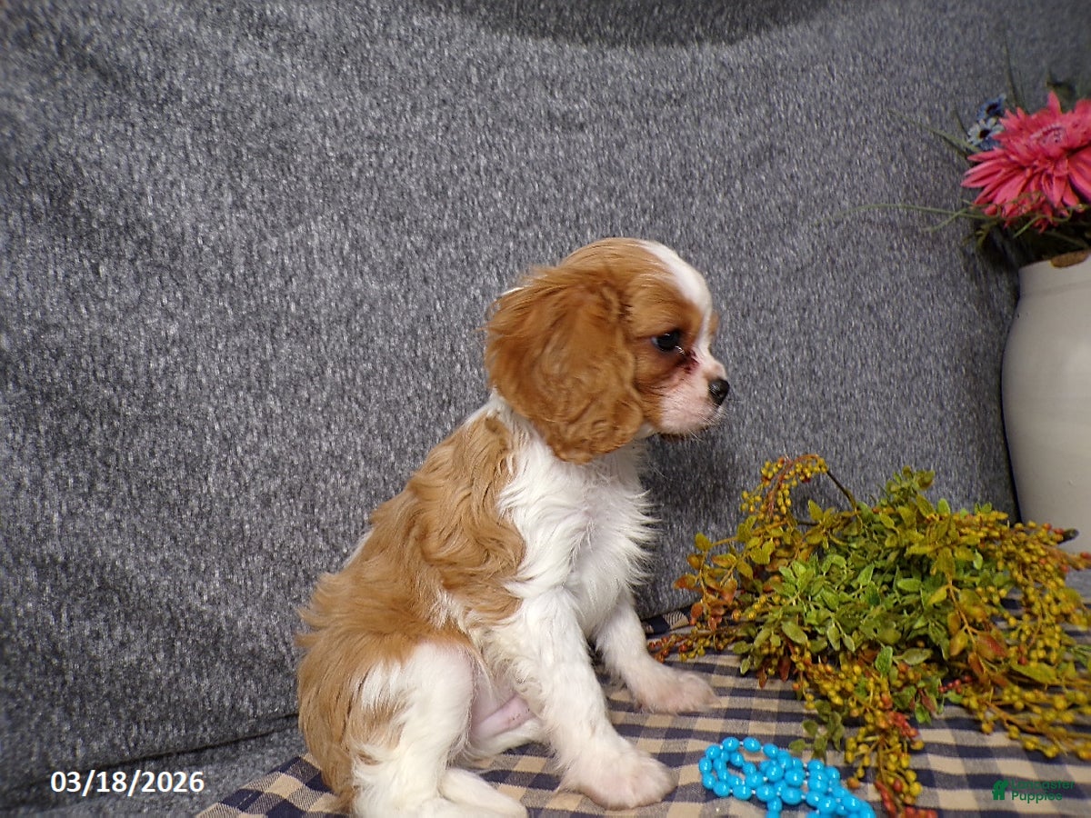 Cavalier King Charles Spaniel dogs Champ  - Ad 2