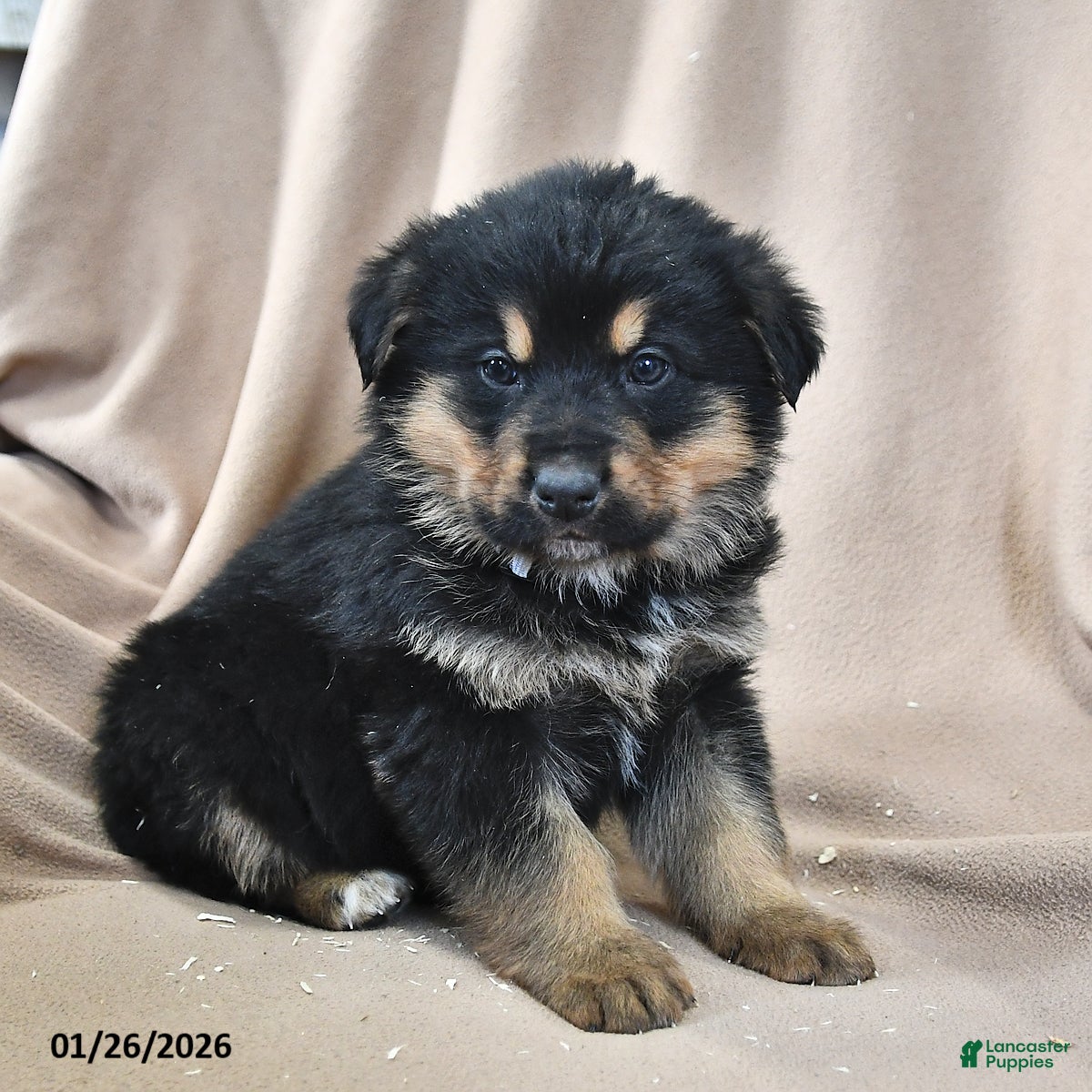 Mixed Breed dogs Cooper - Ad 35