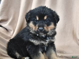 Mixed Breed dogs Cooper - Ad 35