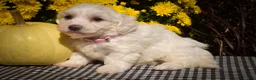 Maltese dogs for sale: Dream🌸 - Ad 9