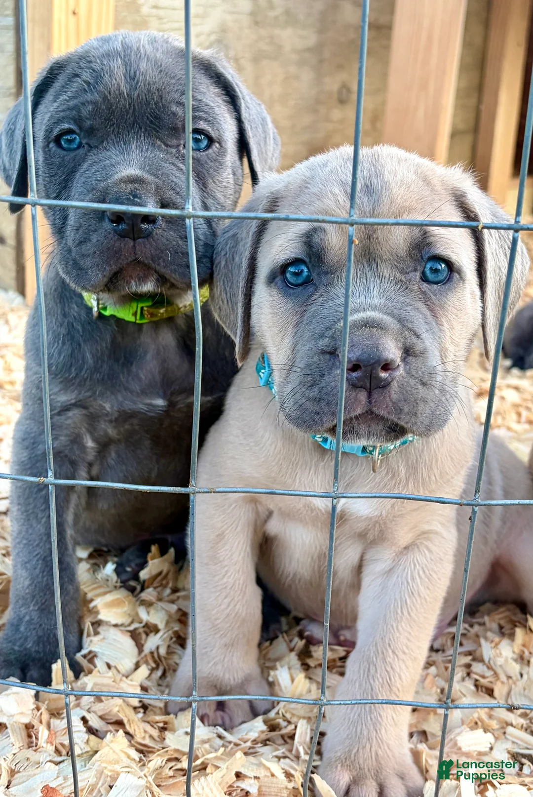 Cane Corso dogs for sale: Cane Corso Puppy 4 - Ad 2