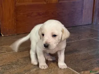 Mixed Breed dogs for sale: Mixed Breed Puppy 1 - Ad 1