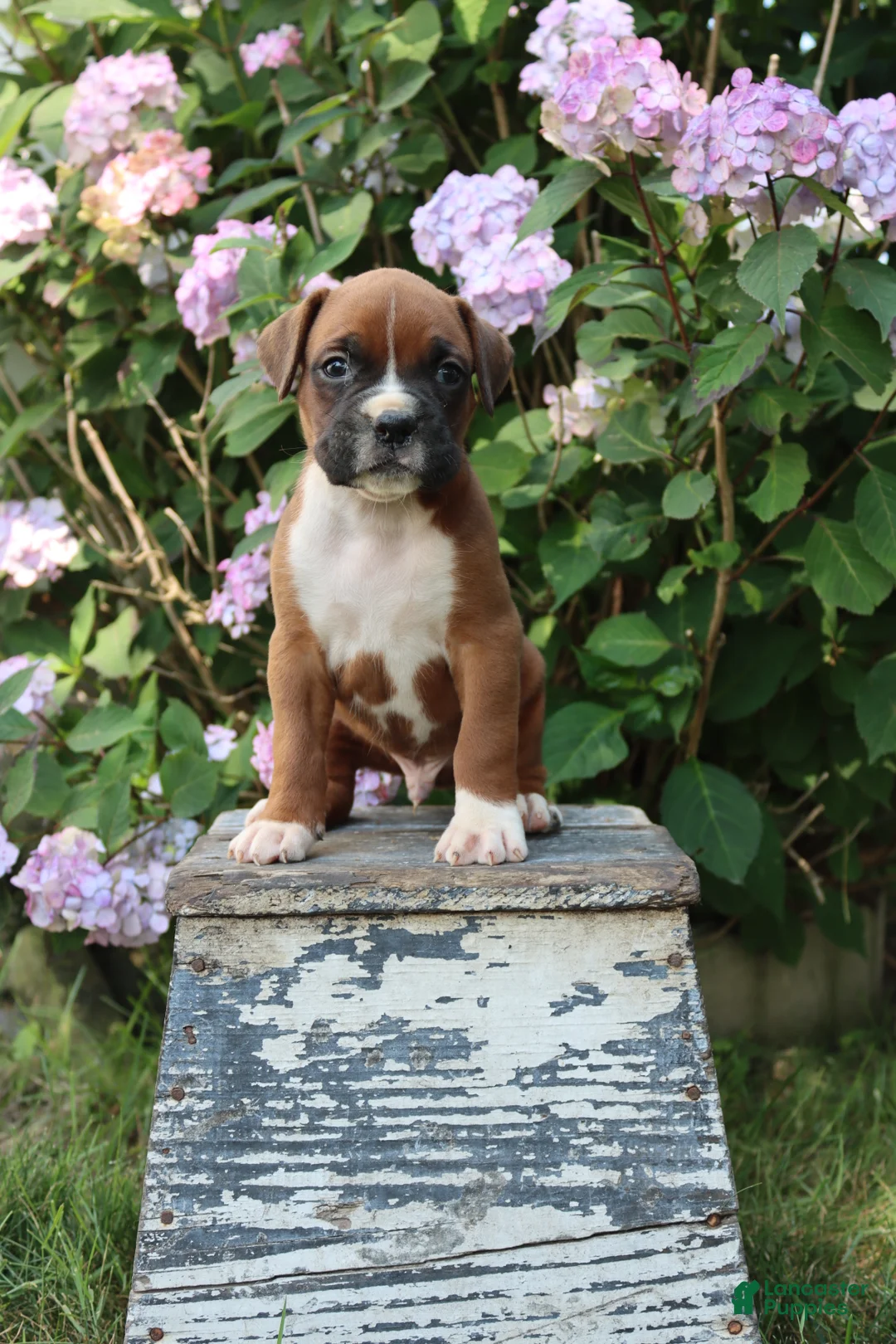 Gallery Image {{count}}