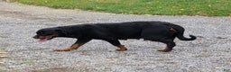 Rottweiler dogs for sale: Leo - Ad 16