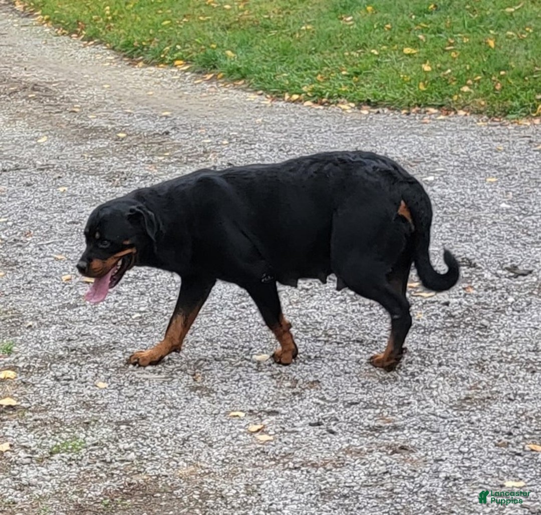 Rottweiler dogs for sale: Leo - Ad 16
