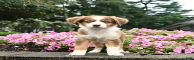 Daisy 