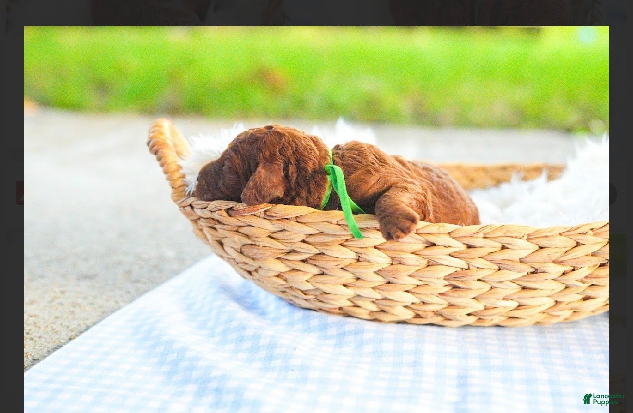 Standard Poodle dogs Standard Poodle 3 - Ad 9