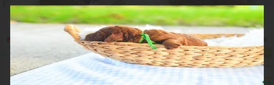 Standard Poodle 3
