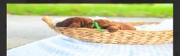 Standard Poodle dogs for sale: Standard Poodle 3 - Ad 1