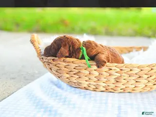 Standard Poodle dogs Green - Ad 34