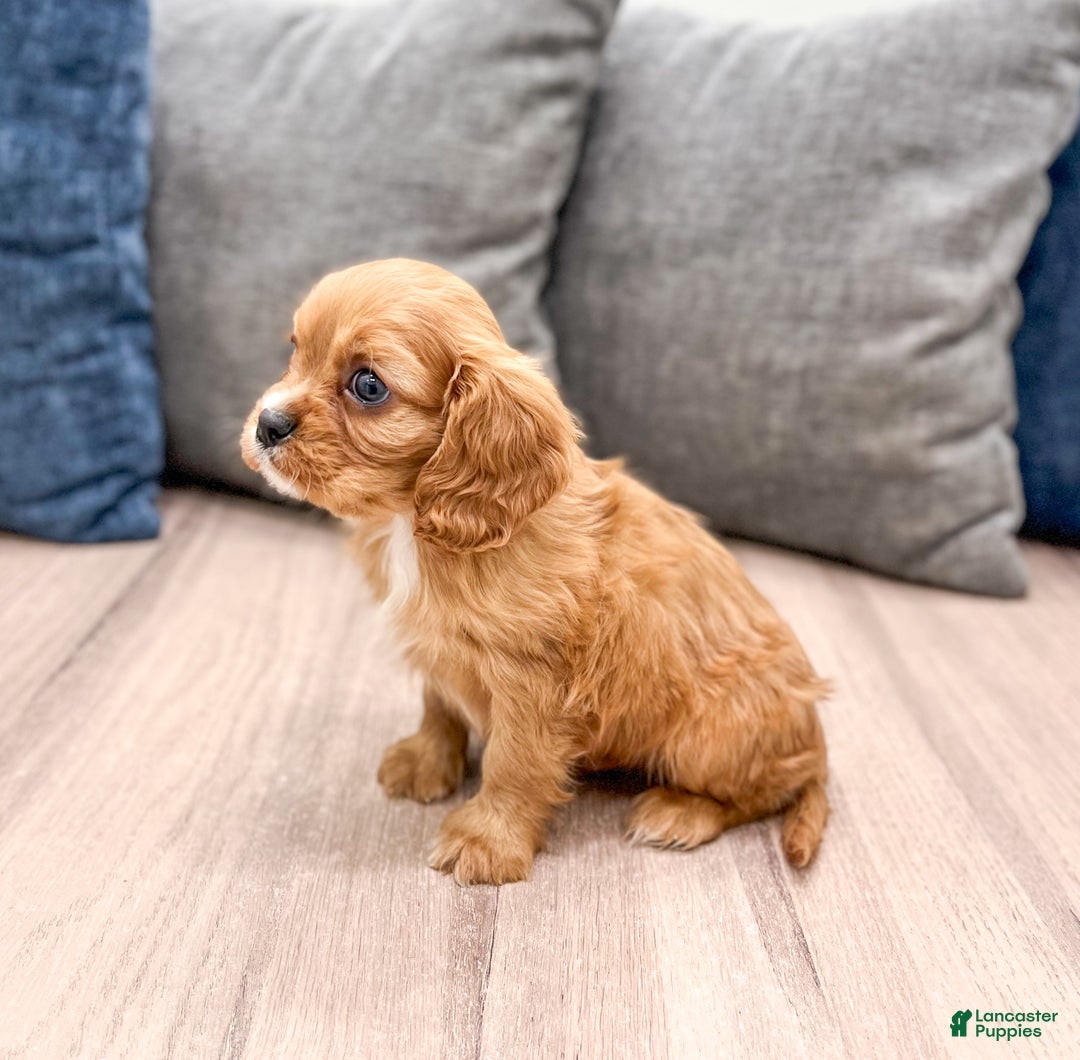 Cavalier King Charles Spaniel dogs for sale: Apollo - Ad 4