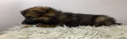 German Shepherd dogs for sale: Sierra - Ad 8