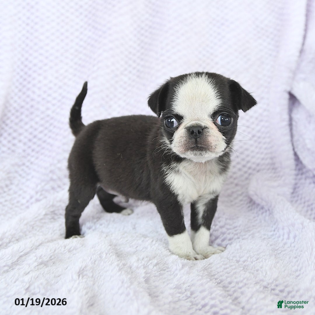 Pug dogs for sale: Waldo - Ad 3