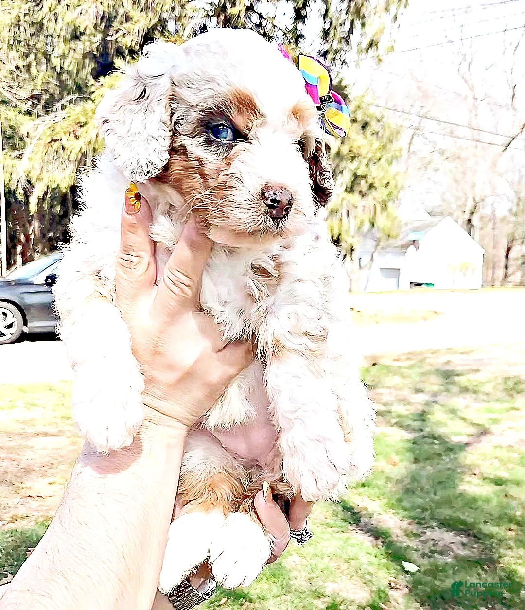 Mini Bernedoodle dogs for sale: Mini Bernedoodle Puppy 7 - Ad 2