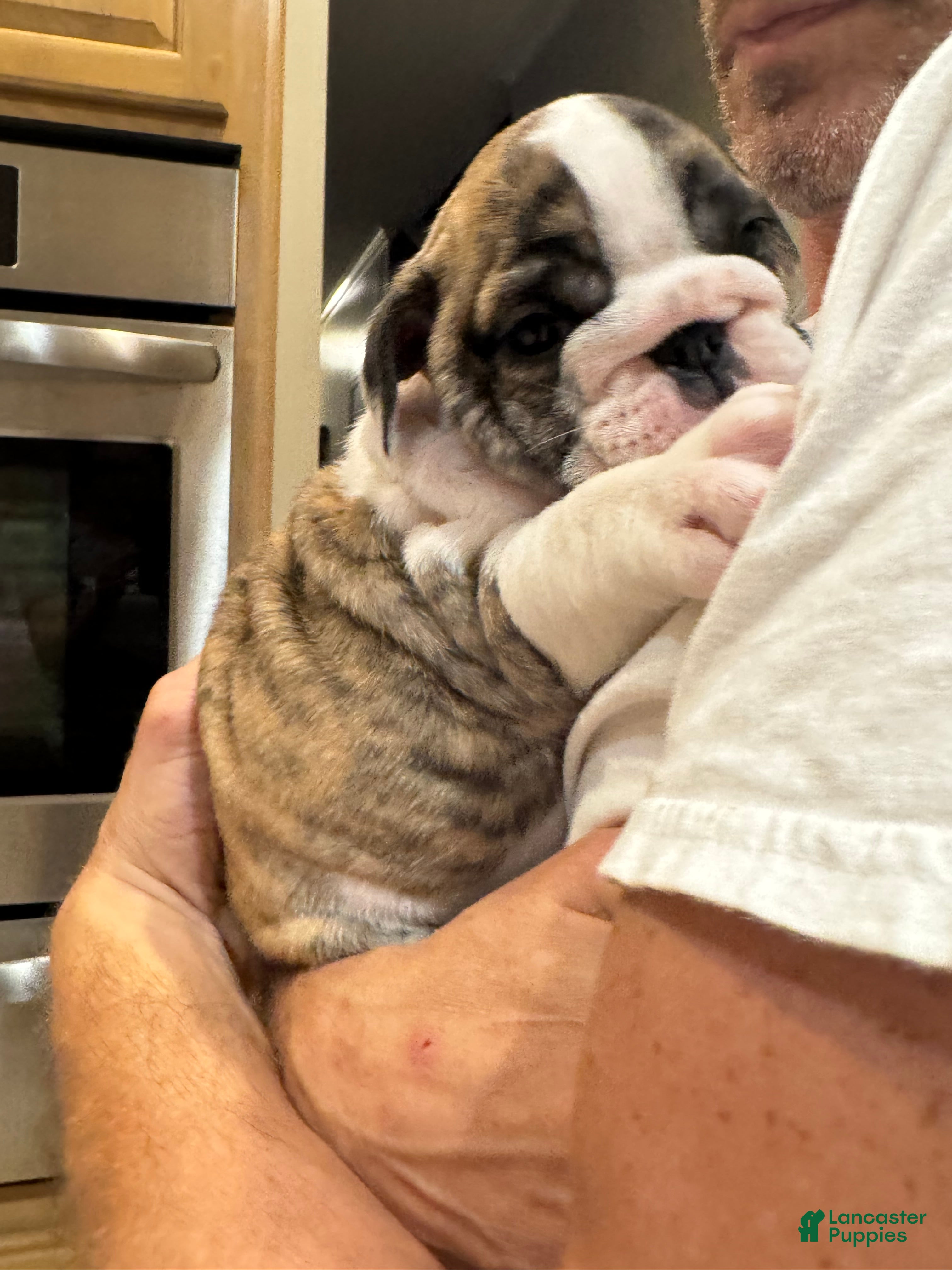 English Bulldog dogs English Bulldog 4 - Ad 1