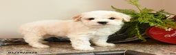 Bichpoo dogs for sale: Muffin - Ad 2
