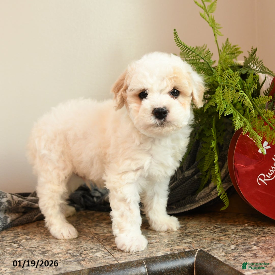 Bichpoo dogs for sale: Muffin - Ad 2