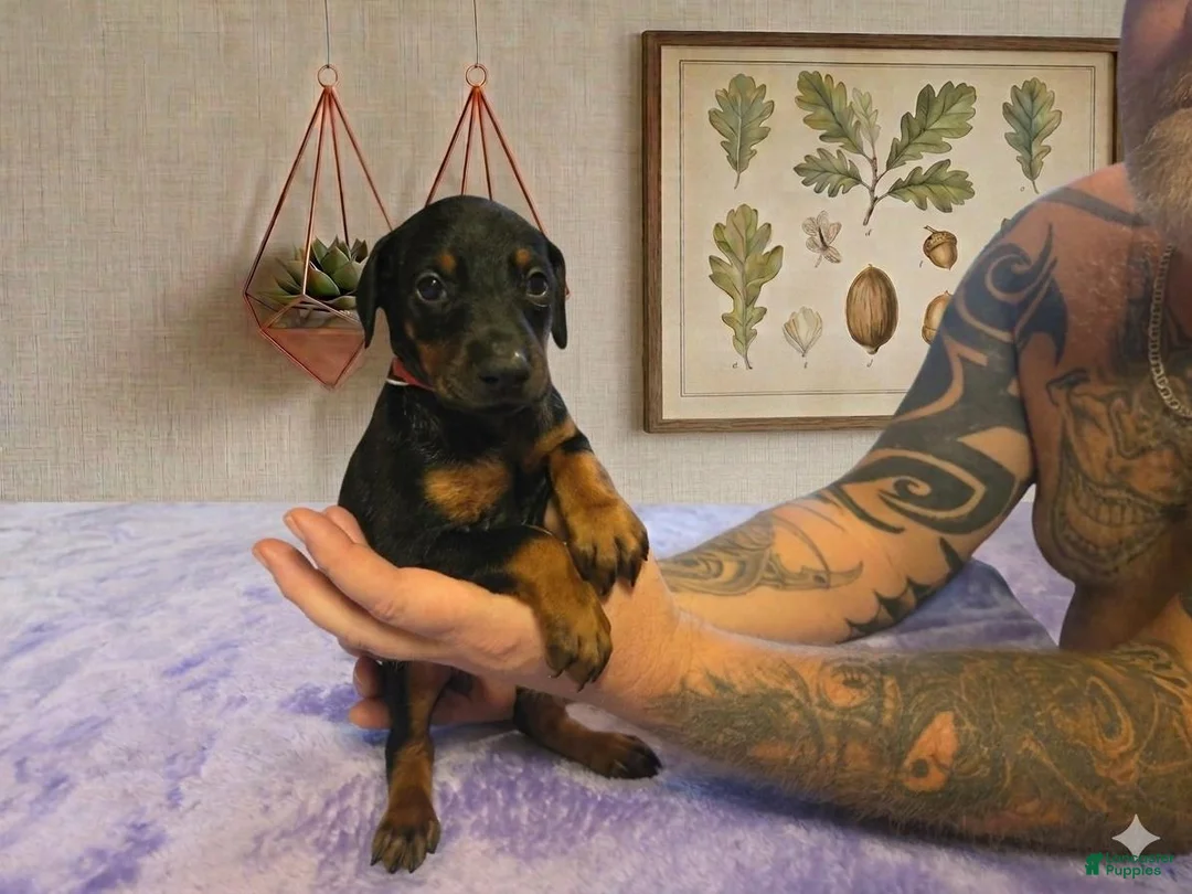 Doberman Pinscher dogs for sale: Nova - Ad 1