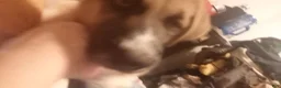 Mixed Breed dogs for sale: shy guy - Ad 8