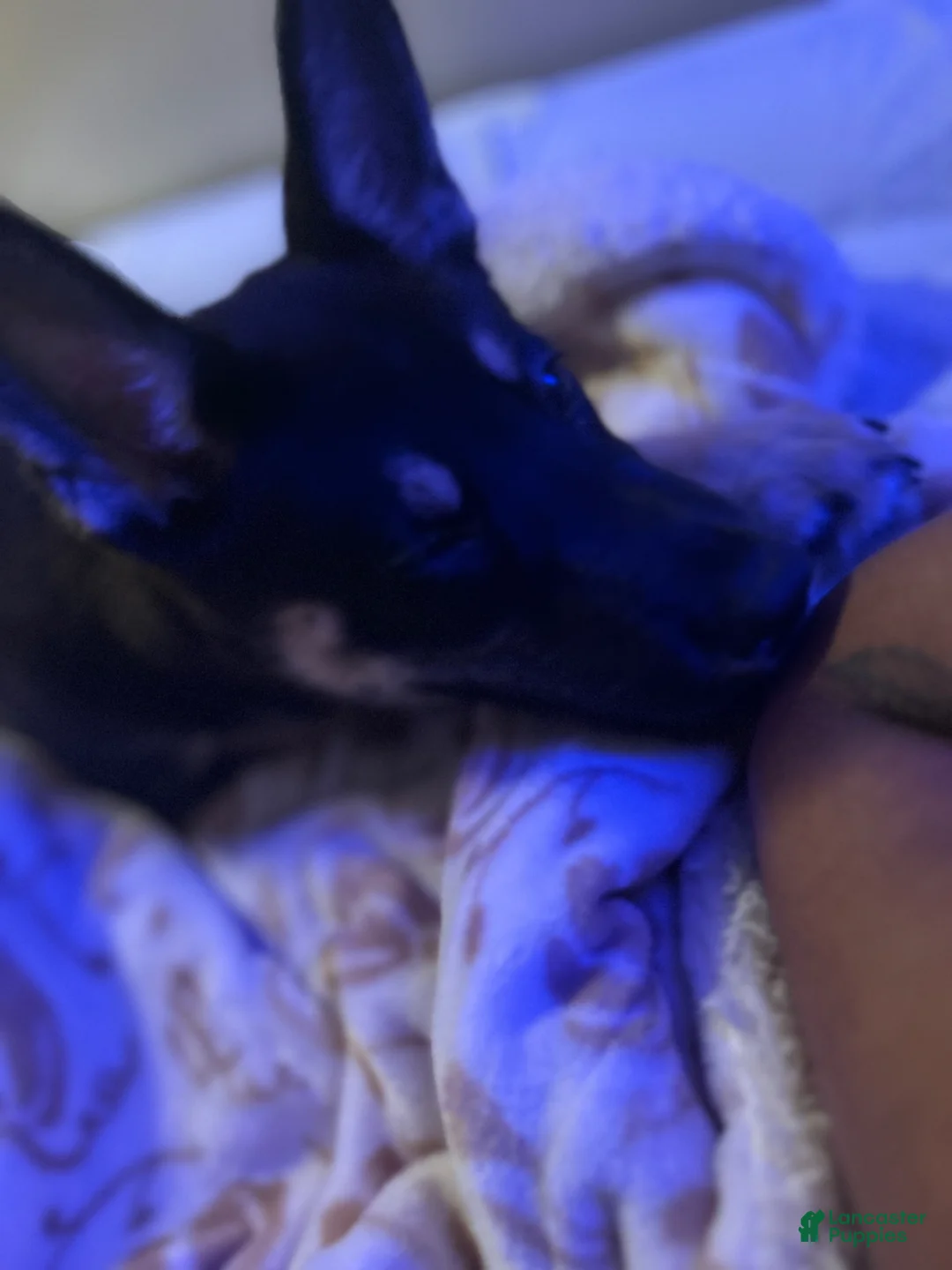 Gerberian Shepsky dogs for sale: Gerberian Shepsky Puppy 1 - Ad 1