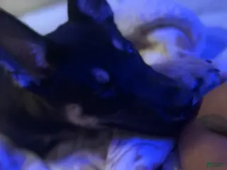 Gerberian Shepsky dogs Gerberian Shepsky Puppy 1 - Ad 21