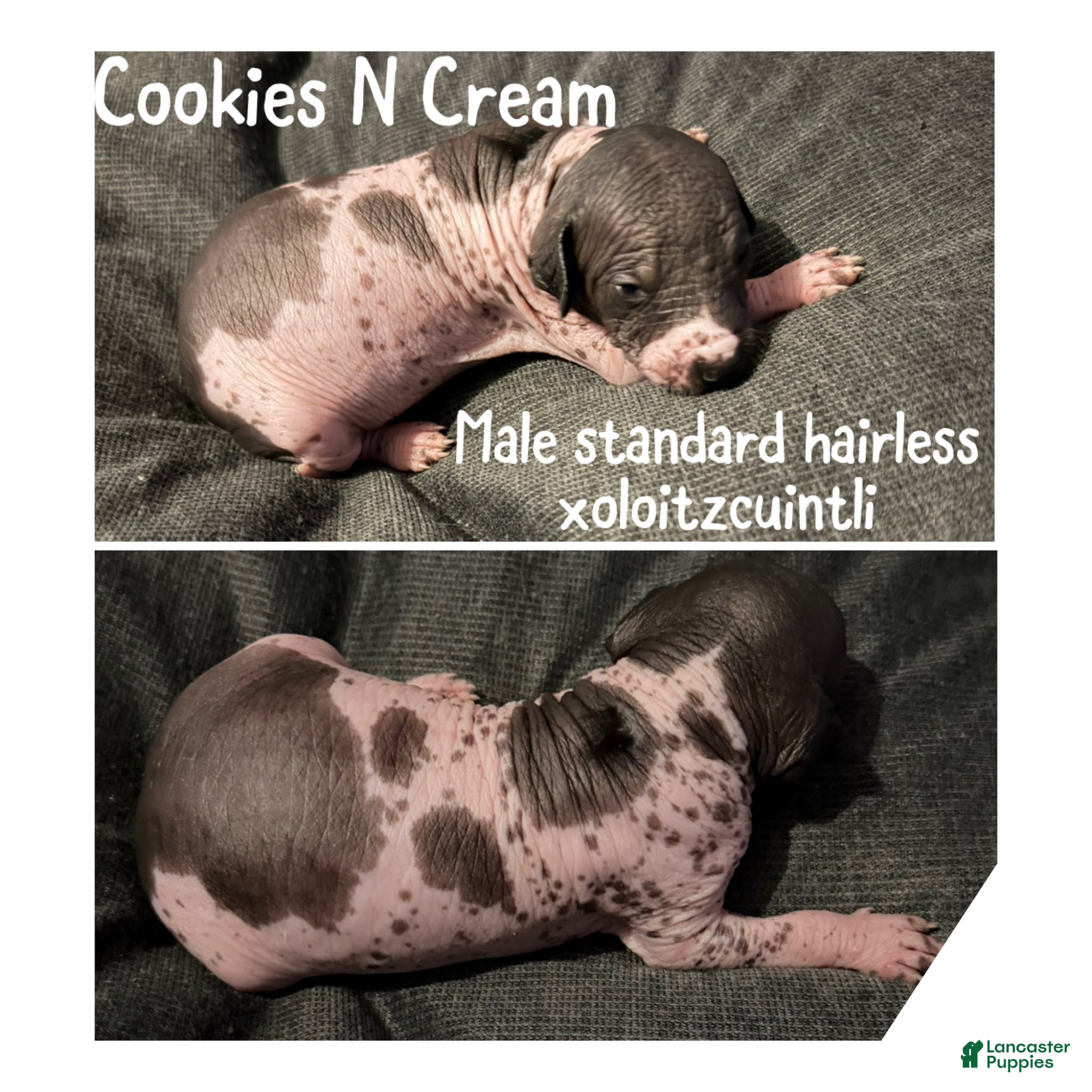Xoloitzcuintle dogs Cookies n cream  - Ad 3