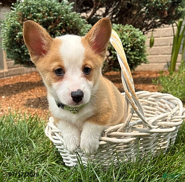 Welsh Corgi Pembroke dogs Georgia - Ad 1
