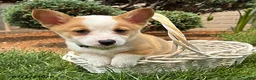 Welsh Corgi Pembroke dogs for sale: Georgia - Ad 1