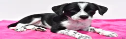 Mixed Breed dogs for sale: Kara - Ad 8