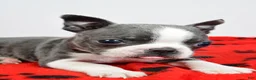 Boston Terrier dogs for sale: Tucker - Ad 3